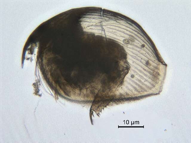 Imagem de Pleuroxus varidentatus Frey 1993