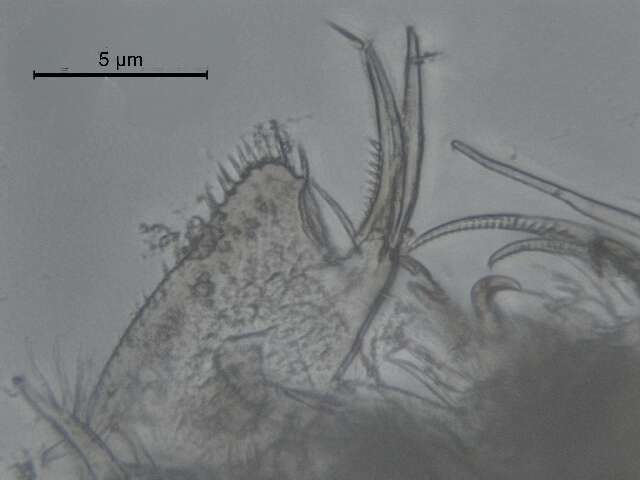 Image of Pseudochydorus