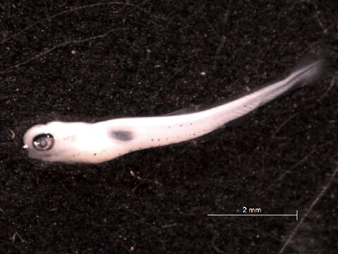 Image of Bluntnose Minnow