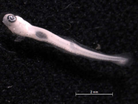 Image of Bluntnose Minnow