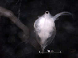 Image of Water flea