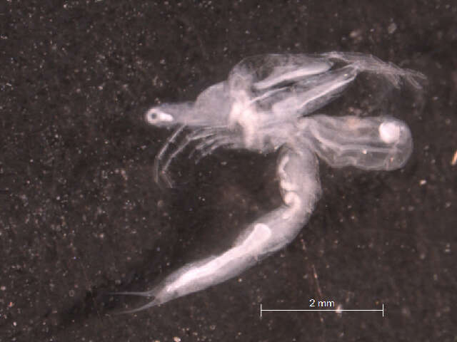 Image of Leptodoridae