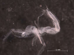 Image of branchiopods