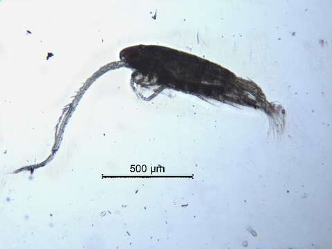 Arctodiaptomus cf. dorsalis的圖片