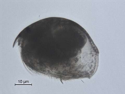 Image of Water flea