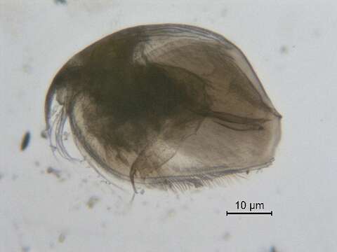 Image of Pleuroxus varidentatus Frey 1993