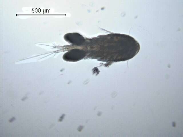 Image de Eucyclops cuatrocienegas Suárez-Morales & Walsh 2009