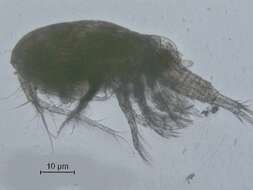 Image of Eucyclops cuatrocienegas Suárez-Morales & Walsh 2009