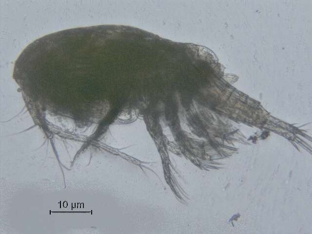 Image de Eucyclops cuatrocienegas Suárez-Morales & Walsh 2009