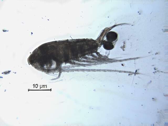 Image of Arctodiaptomus cf. dorsalis