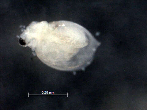 Image of Ceriodaphnia