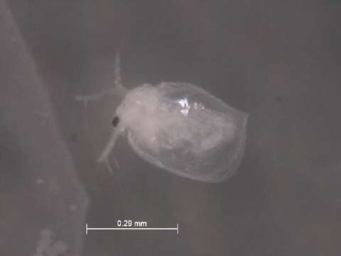 Image of Ceriodaphnia cf.