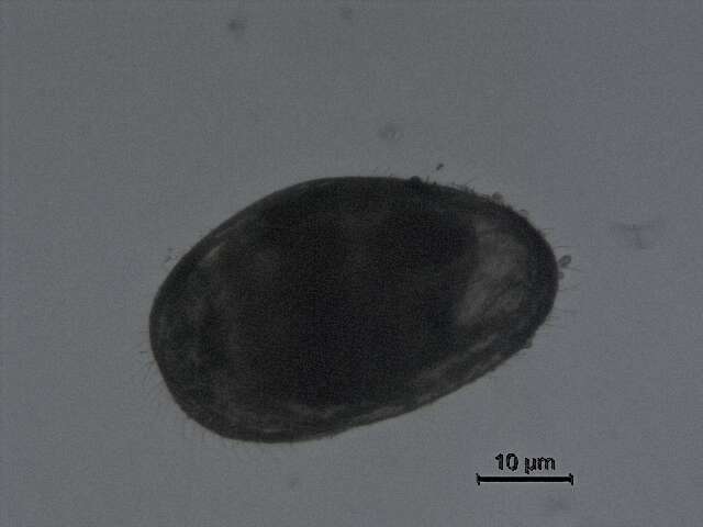 Image of Cypridopsis Brady 1867