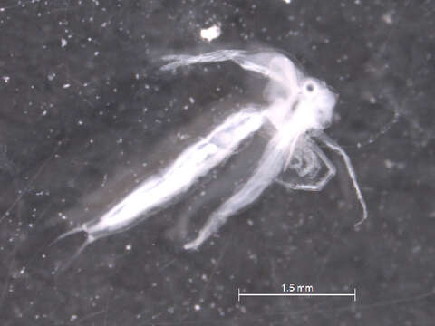 Image of Leptodoridae