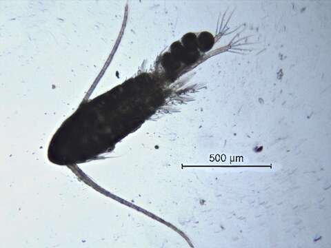 Arctodiaptomus cf. dorsalis的圖片