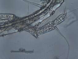 Arctodiaptomus cf. dorsalis的圖片