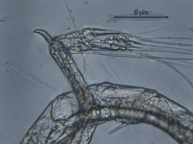 Image de Arctodiaptomus cf. dorsalis