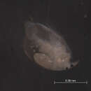 Image of club-footed waterflea