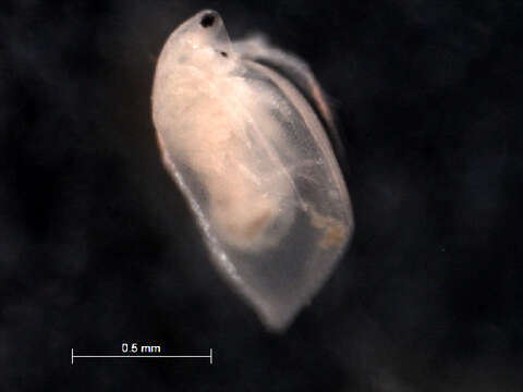 Image of Simocephalus cf. punctatus