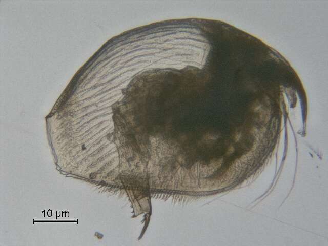 Image of Pleuroxus varidentatus Frey 1993
