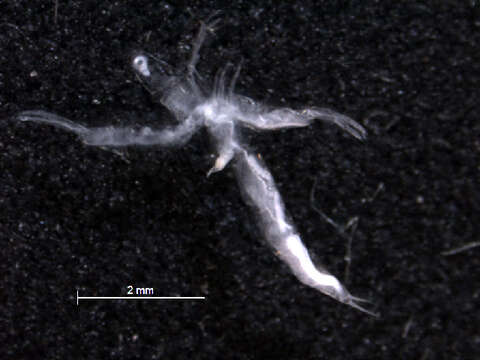 Image of Leptodoridae