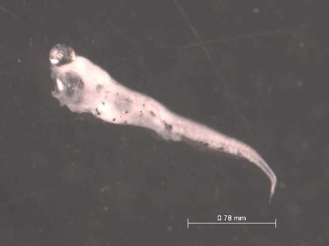 Image of Frillfin Goby