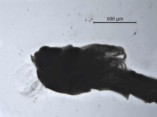 Plancia ëd <i>Cladopelma forcipes</i>