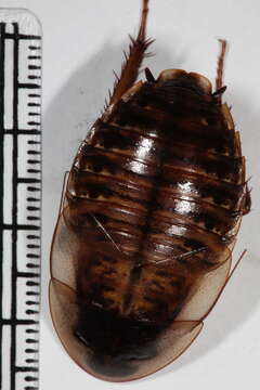 Image of Blaberinae