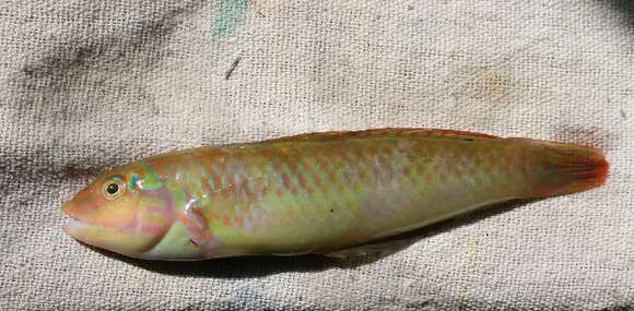 Image of Black-ear wrasse