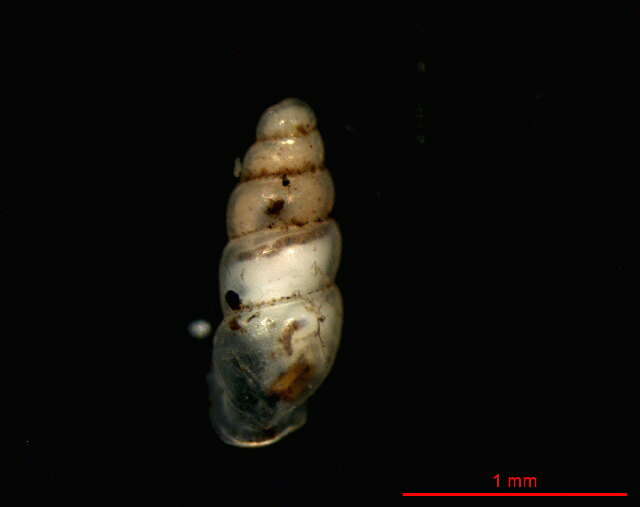 Image of Carychium nannodes Clapp 1905