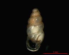 Image of Carychium cf. mexicanum