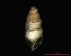 Image of Carychium cf. mexicanum