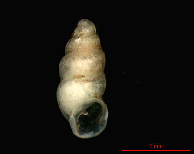 Image of Carychium cf. mexicanum