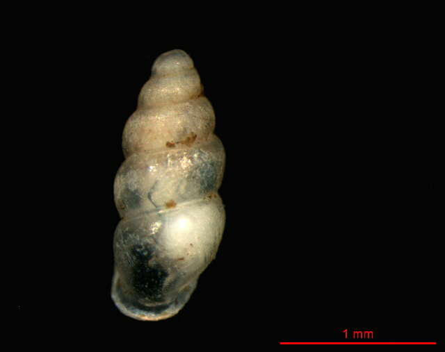 Image of Carychium cf. mexicanum