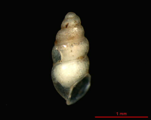 Image of Carychium cf. mexicanum