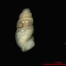 Image of Carychium nipponense