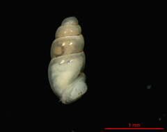 Image of Carychium nipponense