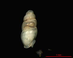 Image of Carychium nipponense