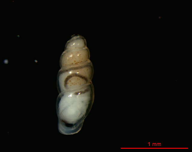 Image of Carychium nipponense