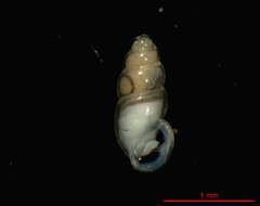 Image of Carychium nipponense