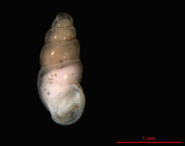 Image of Carychium lederi O. Boettger 1880