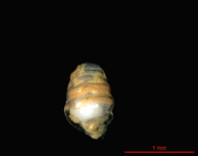 Image of Zospeum vasconicum Prieto, De Winter, Weigand, Gómez & Jochum 2015