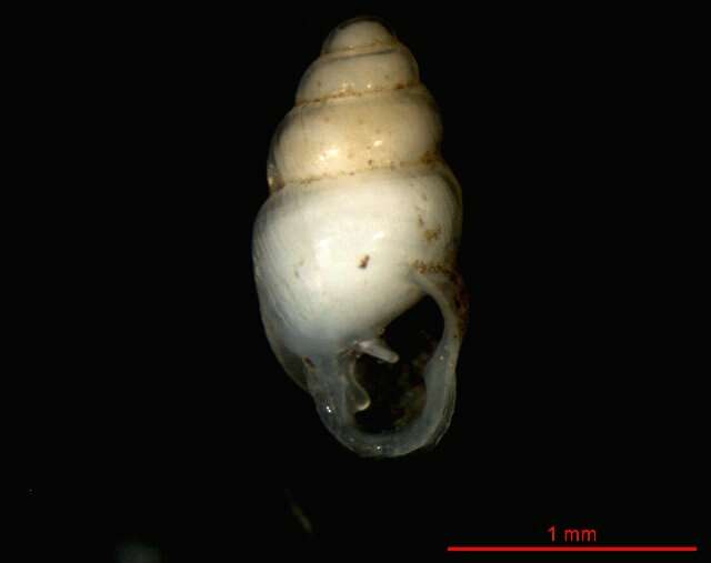 Image of Carychium schlickumi Strauch 1977