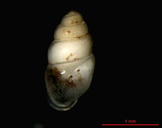 Image of Carychium schlickumi Strauch 1977