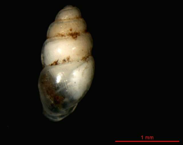 Image of Carychium schlickumi Strauch 1977