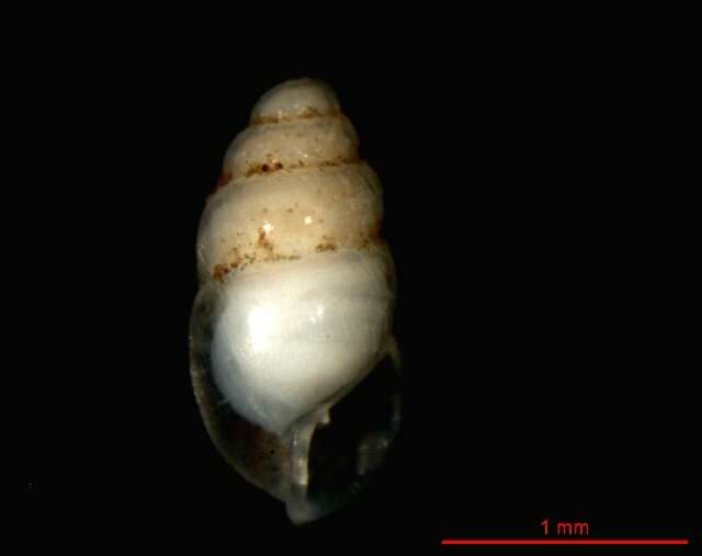 Image of Carychium schlickumi Strauch 1977