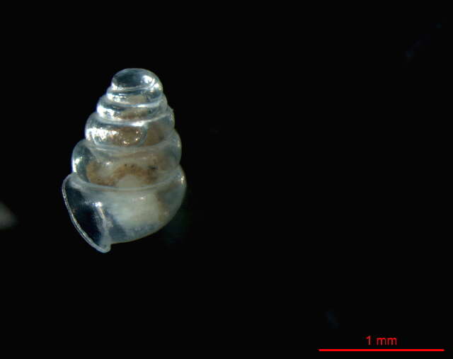 Image of Zospeum tholussum Weigand 2013