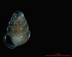 Image of Zospeum tholussum Weigand 2013