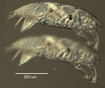 صورة Lithoglyptidae Aurivillius 1892