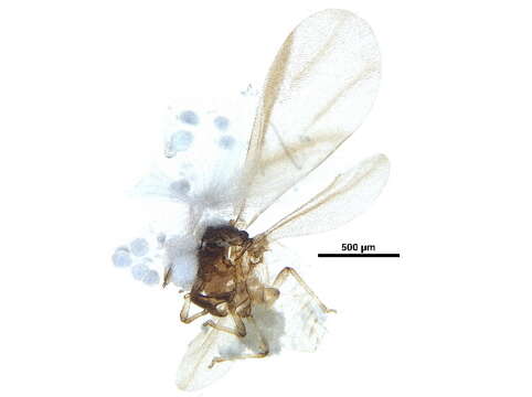 Phylloxera caryaecaulis (Fitch 1855)的圖片